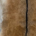 Closeup of this Goatskin, showing  brown with dark brown down the spine, and grayish white on the edge of the belly (GOAT375)