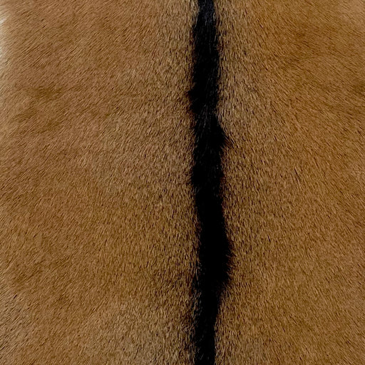 Closeup of this Goatskin, showing  brown with dark brown down the spine (GOAT376