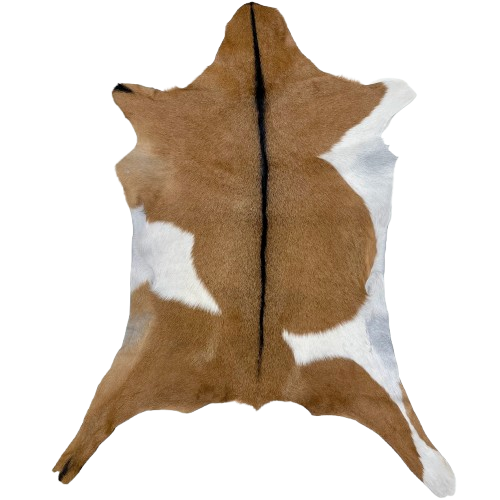 Brown and White Goatskin: brown with one large, white spot on the left side and two on the right side, and black down the spine- 3' x 2'3" (GOAT381)