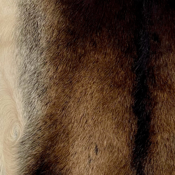 Closeup of this Goatskin, showing dark brown with beige on the belly and lighter brown on both sides of the back (GOAT382)