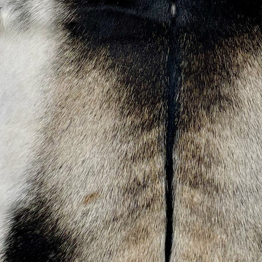 Closeup of this Goatskin, showing dark brown with white on the belly, and a mix of light beige and dark brown on the back - 2'10" x 2'1" (GOAT387)