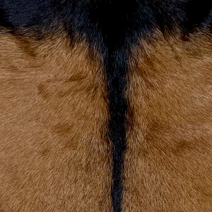 Closeup of this Goatskin, showing brown with a strip of black across the shoulder and down the spine (GOAT395)