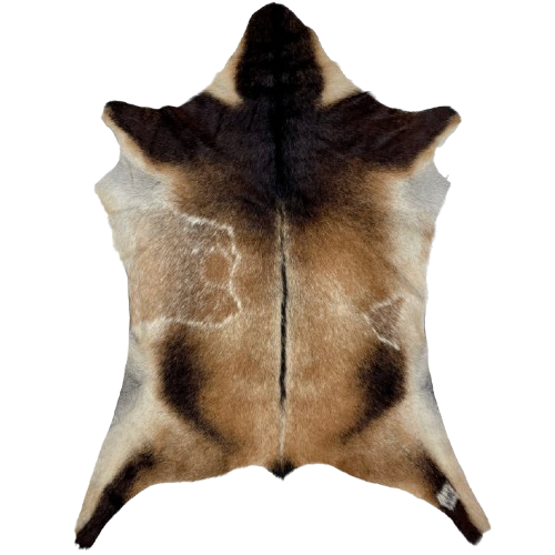 Two Tone Brown Goatskin: has a mix of medium brown and light tan on the back, dark brown on the shoulder, legs, and down the spine, and some unique white markings on both sides of the back - 3'4" x 2'6" (GOAT396)