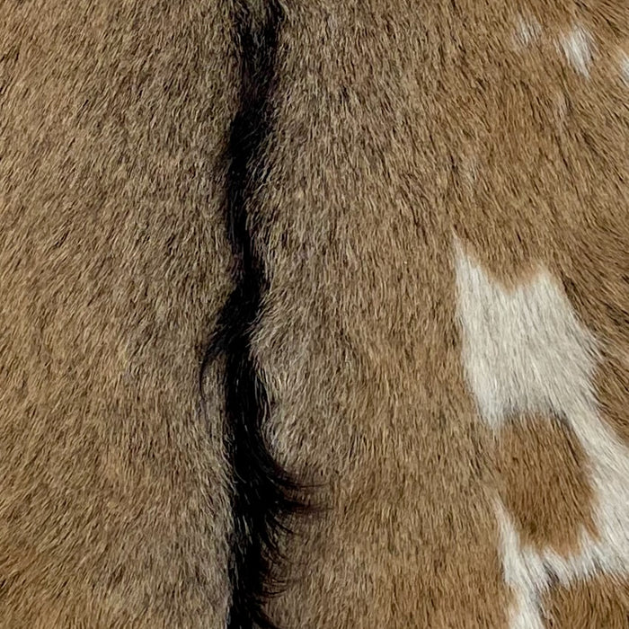 Closeup of this Goatskin, showing light brown with an off-white spot on the right side, and dark brown down the spine, and long hair on part of the spine (GOAT397)