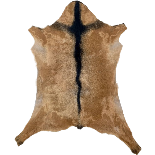 Brown and Blackish Brown Goatskin: brown with a blackish brown strip down the spine and across the shoulder - 2'9" x 2' (GOAT402)
