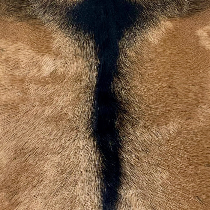 Closeup of this Goatskin, showing brown with a blackish brown strip down the spine  (GOAT402)