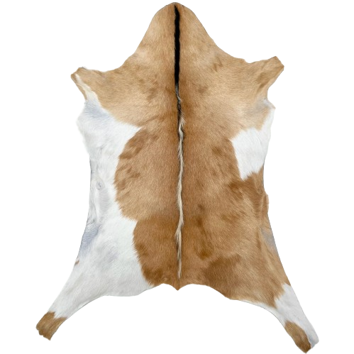 Caramel and White Goatskin: caramel with white on the belly and part of the legs, and black and white, longer hair down the spine - 2'9" x 2' (GOAT405)