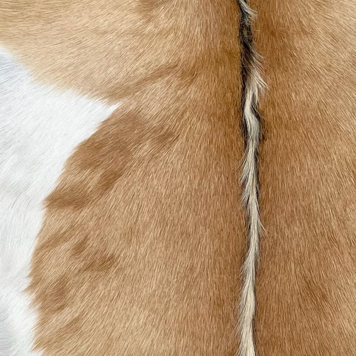 Closeup of this Goatskin, showing caramel with white on the belly, and black and white, longer hair down the spine  (GOAT405)
