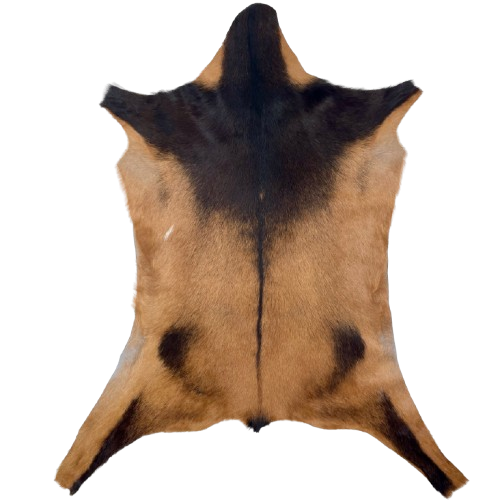 Brown and Blackish Brown Goatskin: brown with blackish brown on the shoulder, down the spine, and blackish brown spots on the butt and back legs - 2'11" x 2'2" (GOAT406)