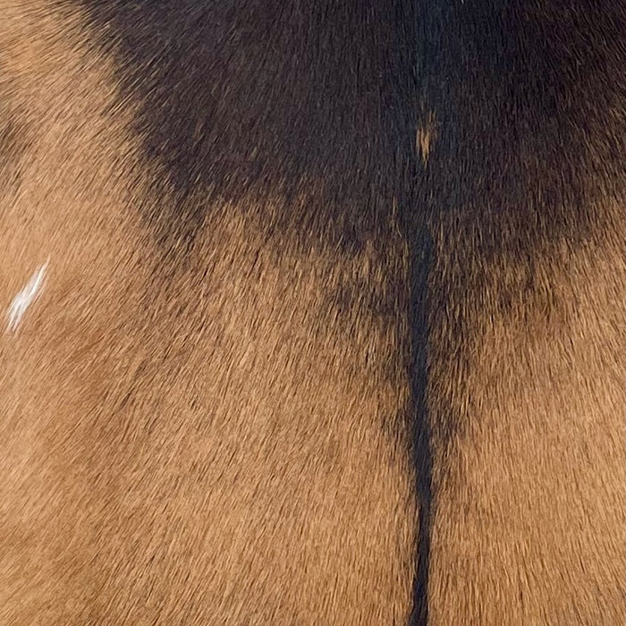 Closeup of this Goatskin, showing brown with blackish brown on the shoulder and down the spine (GOAT406)