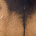 Closeup of this Goatskin, showing brown with blackish brown on the shoulder and down the spine (GOAT406)