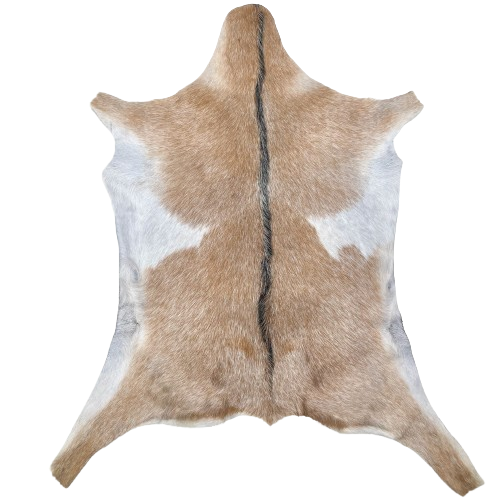 Caramel and White Speckled Goatskin: caramel with white speckles, white with black speckles on the belly, and dark brown with white speckles down the spine - 2'10" x 2'3" (GOAT407)