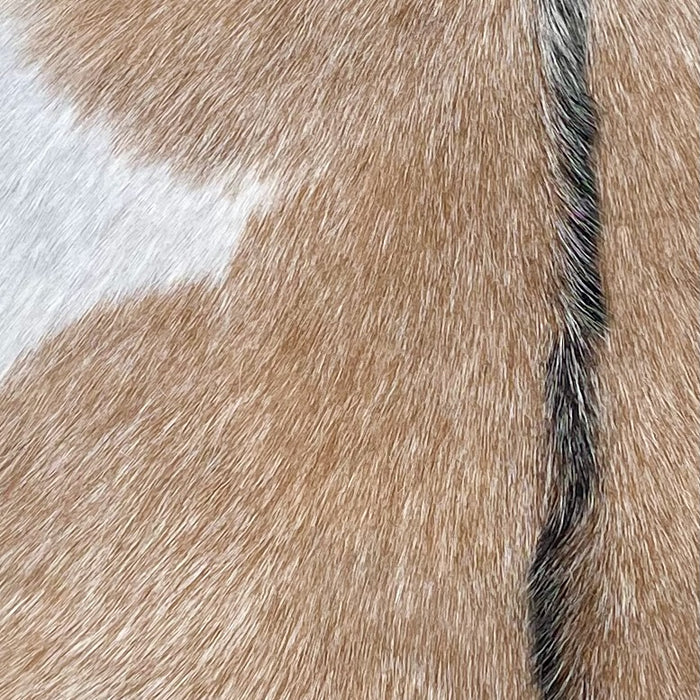 Closeup of this Speckled Goatskin, showing caramel with white speckles, and dark brown with white speckles down the spine (GOAT407)