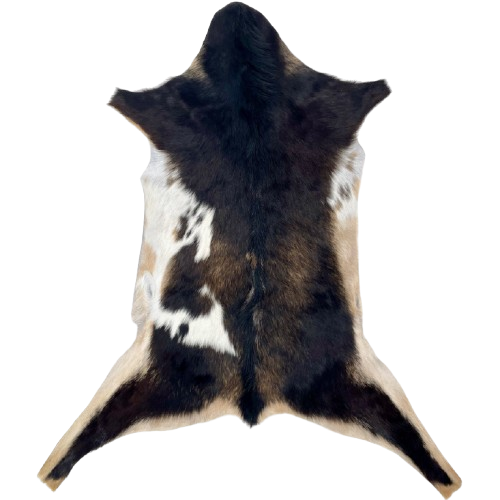 Dark Brown and White Goatskin: dark brown, with some lighter brown speckles, white on part of the belly, light tan on part of the belly, shanks, and butt, and longer hair down the spine - 2'11" x 1'11" (GOAT408)
