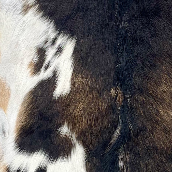 Closeup of this Goatskin, showing dark brown, with some lighter brown speckles, white on part of the belly, light tan on part of the belly, and longer hair down the spine (GOAT408)