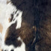 Closeup of this Goatskin, showing dark brown, with some lighter brown speckles, white on part of the belly, light tan on part of the belly, and longer hair down the spine (GOAT408)