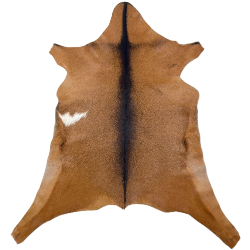 Brown and Black Goatskin: brown with black down the middle, across the shoulder, and one white spot on the left side of the belly - 2'11" x 2'2" (GOAT409)