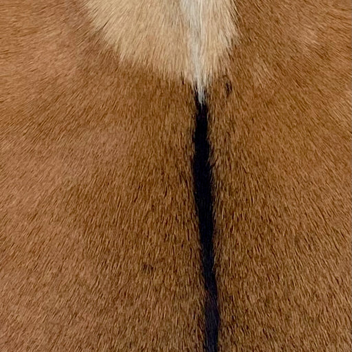 Closeup of this Goatskin, showing brown with blackish brown speckles, and blackish brown down the spine, and a beige spot in the middle of the shoulder  (GOAT410)