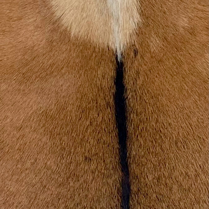 Closeup of this Goatskin, showing brown with blackish brown speckles, and blackish brown down the spine, and a beige spot in the middle of the shoulder  (GOAT410)