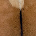Closeup of this Goatskin, showing brown with blackish brown speckles, and blackish brown down the spine, and a beige spot in the middle of the shoulder  (GOAT410)