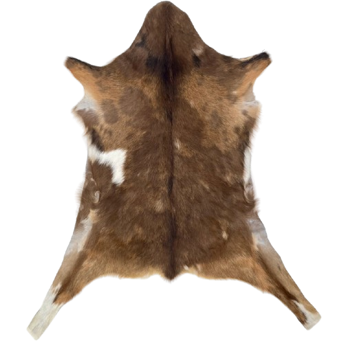 Two Tone Brown Spotted Goatskin: chocolate with light reddish brown spots, and a white spot on the left side - 2'11" x 2'2" (GOAT411)