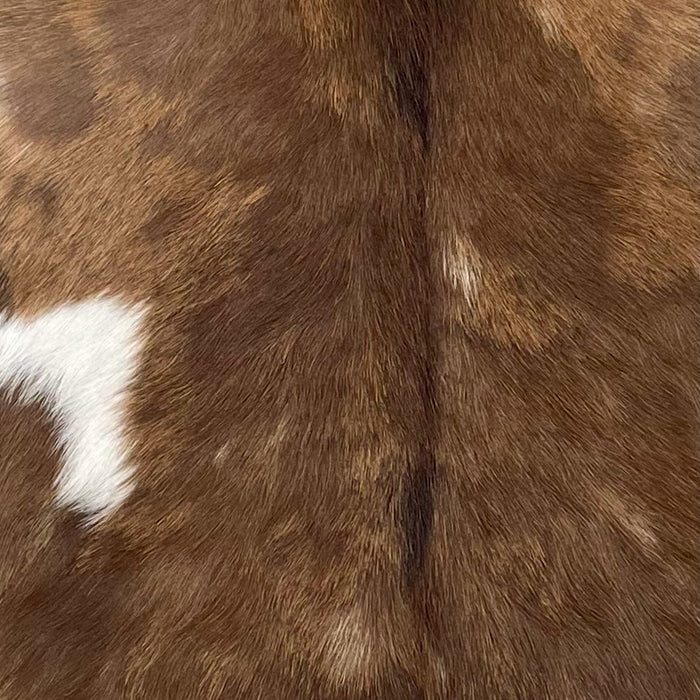 Closeup of this Spotted Goatskin, showing chocolate with light reddish brown spots, and a white spot on the left side  (GOAT411)