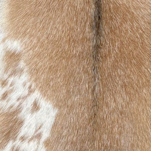 Closeup of this Speckled Goatskin, showing caramel with white speckles, white with caramel spots on the left side, and brown down the spine (GOAT412)