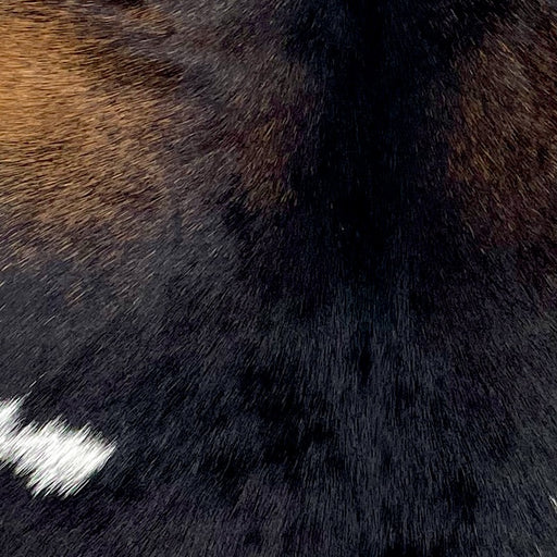 Closeup of this Goatskin, showing blackish brown with reddish brown speckles on the shoulder, and one small, white spot on the back (GOAT413)