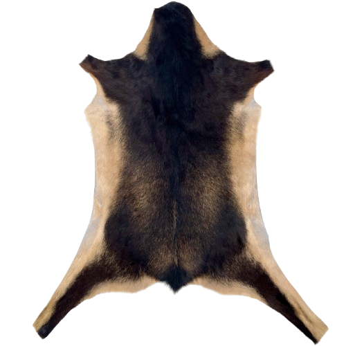 Dark Brown and Lt Brown Goatskin: dark brown with light brown speckles on the back, and light brown on the belly, butt, and part of the legs  3' x 2' (GOAT414)