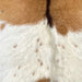 Closeup of this Goatskin, showing brown, and white with small, brown spots, dark brown down the middle of the shoulder, and longer hair down the spine (GOAT416)