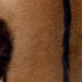 Closeup of this Goatskin, showing brown with dark brown down the spine  (GOAT423)