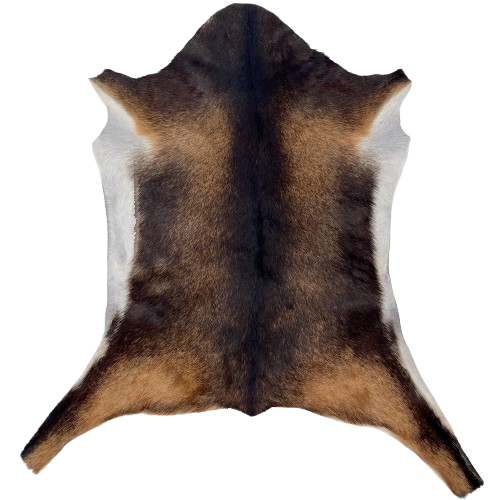 Two Tone Brown Speckled Goatskin: dark brown with light brown speckles, and white on the belly - 3'1" x 2'5" (GOAT425)