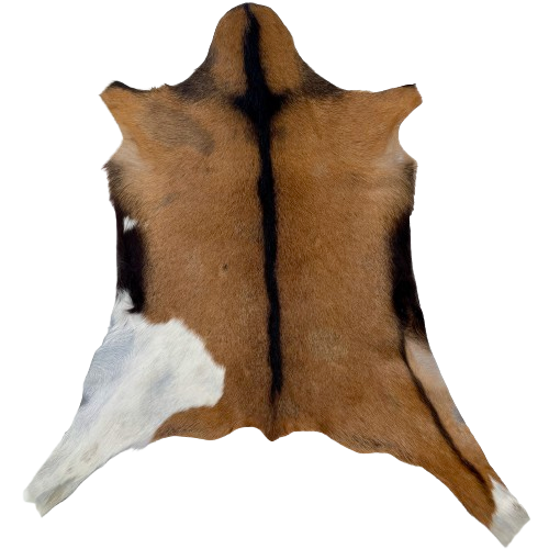 Brown and White Goatskin: brown with a white on the left, hind leg, blackish brown down the spine and on the belly, and longer hair down the middle of the shoulder - 2'7" x 1'11" (GOAT428)
