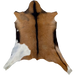 Brown and White Goatskin: brown with a white on the left, hind leg, blackish brown down the spine and on the belly, and longer hair down the middle of the shoulder - 2'7" x 1'11" (GOAT428)