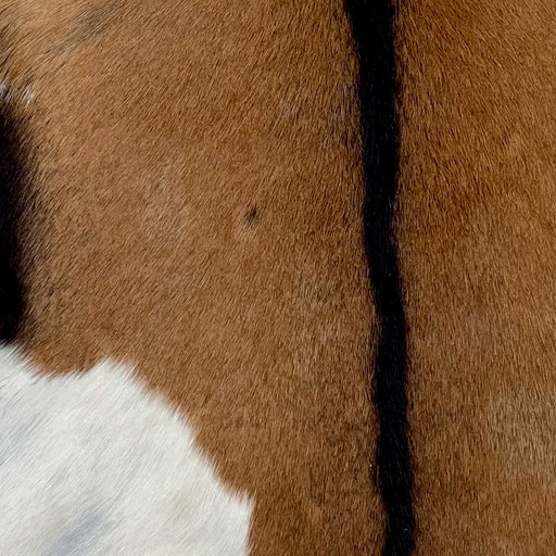 Closeup of this Goatskin, showing brown with a white on the left, hind leg, and blackish brown down the spine (GOAT428)