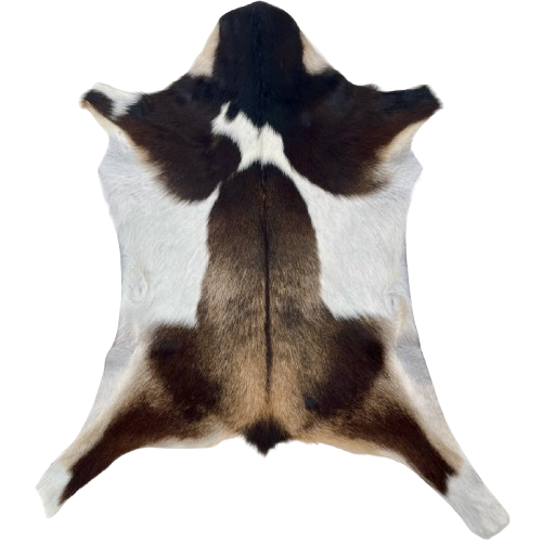 White and Brown Goatskin: white with large, brown spots - 2'7" x 2' (GOAT429)