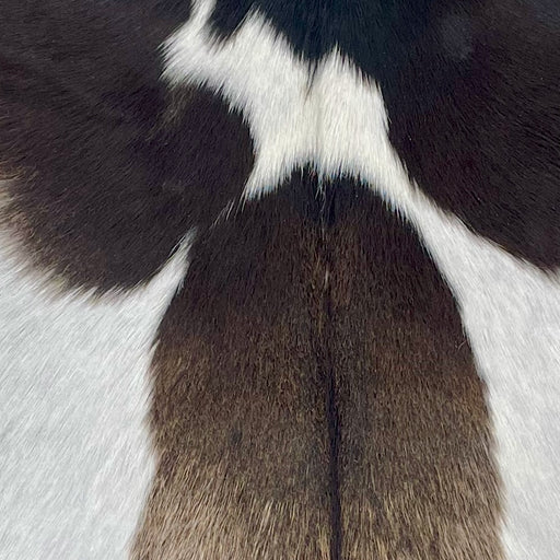 Closeup of this Goatskin, showing white with large, brown spots (GOAT429)