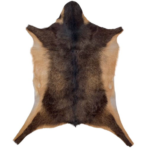 Dark Brown and Lt Reddish Brown Goatskin: has a mix of dark brown and light reddish brown, and light reddish brown on the belly and part of the legs - 2'10" x 2'3" (GOAT432)