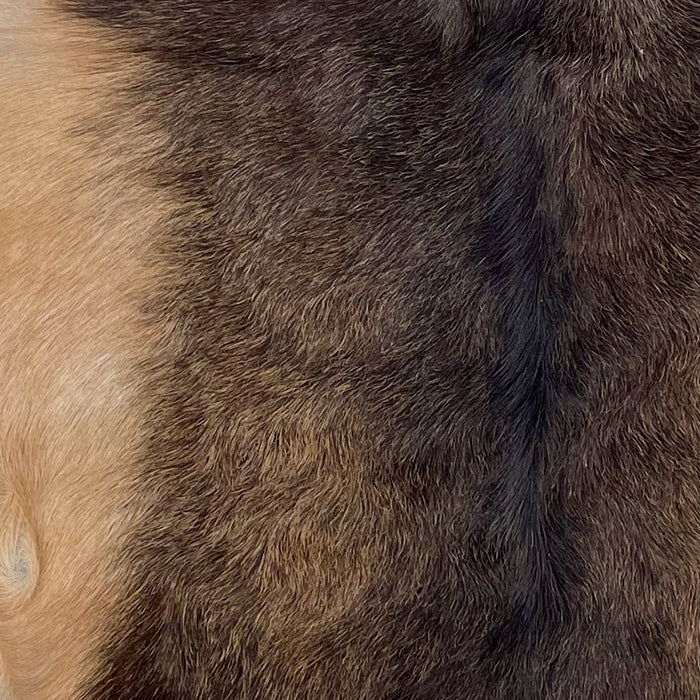 Closeup of this Goatskin, showing a mix of dark brown and light reddish brown, and light reddish brown on the belly  (GOAT432)