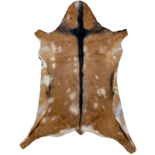 Brown and White Goatskin: brown with white spots and blackish brown down the spine and a strip across the shoulder - 3'3" x 2'3" (GOAT435)