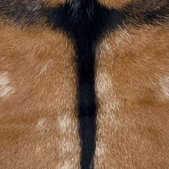 closeup of this Goatskin, showing brown with white spots and blackish brown down the spine and a strip across the shoulder  (GOAT435)