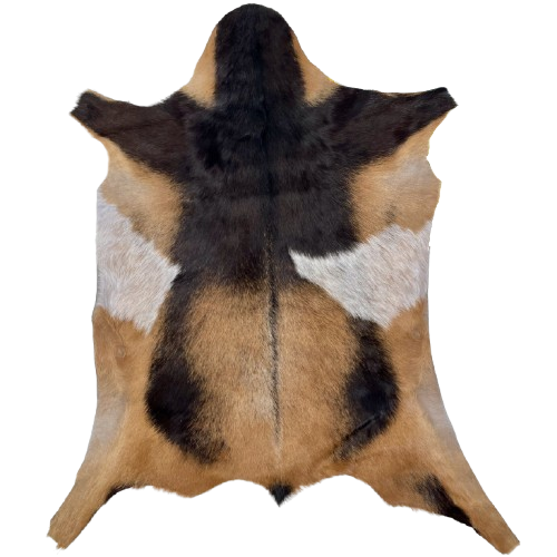 Two Tone Brown and White Goatskin: brown and dark brown, and two white spots with brown and dark brown speckles - 3' x 2'4" (GOAT439)