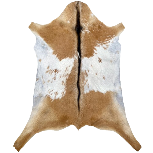 Caramel and White Goatskin: caramel and white, with dark brown, longer hair down the spine - 2'9" x 2' (GOAT440)
