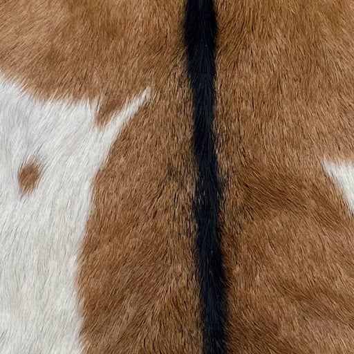 closeup of this Goatskin, showing brown with a large, white spot on the left side, and blackish brown down the spine  (GOAT443)