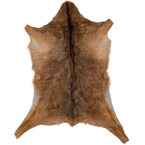 Brown Goatskin: reddish brown with dark brown speckles and dark brown down the spine - 3' x 2'2" (GOAT444)