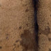 closeup of this Goatskin, showing reddish brown with chocolate speckles and spots, and dark brown down the spine  (GOAT446)