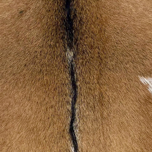 closeup of this Goatskin, showing brown with blackish brown speckles, and blackish brown down the spine  (GOAT449)
