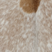 Closeup of this Speckled Goatskin, showing ivory with brown speckles and spots  (GOAT450)