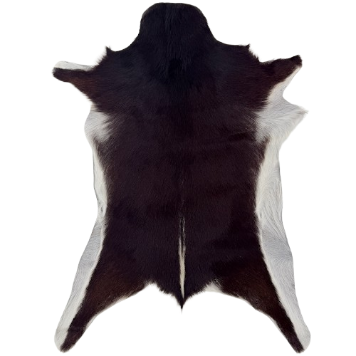 Dark Brown and White Goatskin:  dark brown with a strip of white above the tail and white on the belly - 2'11" x 2'2"  (GOAT451)