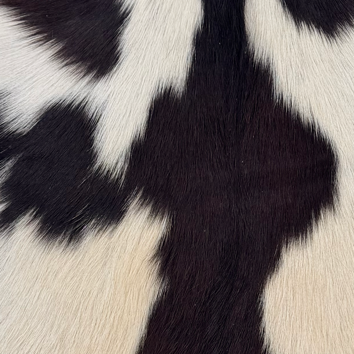 Closeup of this Goatskin, showing off-white with dark brown spots  (GOAT452)